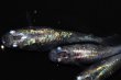 画像4: 542　サマーセール！虹彩美麗！宝鱗無双（ヒカリ体型）　Lサイズ  3匹 (4)
