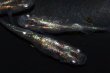 画像5: 542　サマーセール！虹彩美麗！宝鱗無双（ヒカリ体型）　Lサイズ  3匹 (5)