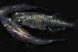 画像7: 542　サマーセール！虹彩美麗！宝鱗無双（ヒカリ体型）　Lサイズ  3匹 (7)