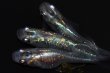 画像2: 542　サマーセール！虹彩美麗！宝鱗無双（ヒカリ体型）　Lサイズ  3匹 (2)