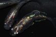 画像1: 542　サマーセール！虹彩美麗！宝鱗無双（ヒカリ体型）　Lサイズ  3匹 (1)