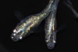画像6: 542　サマーセール！虹彩美麗！宝鱗無双（ヒカリ体型）　Lサイズ  3匹 (6)