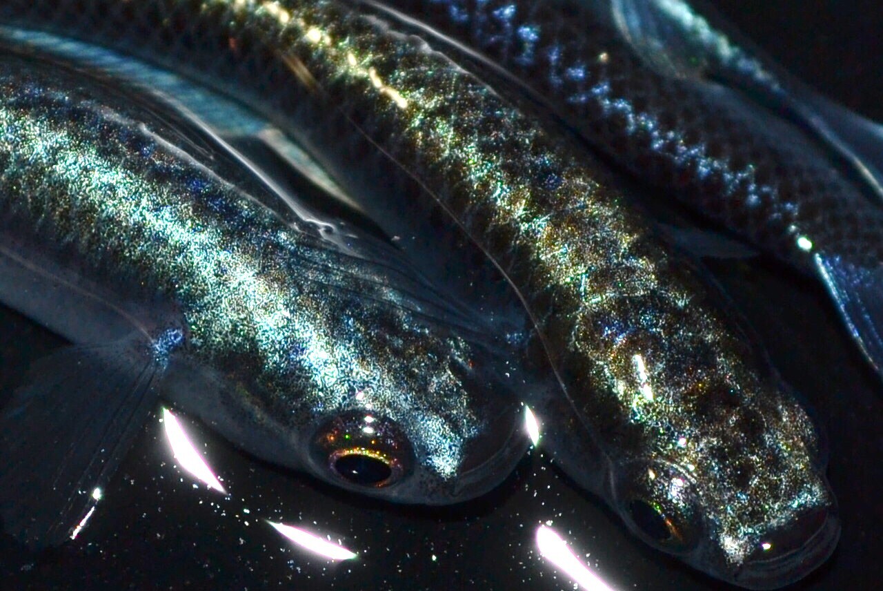春47 レアー個体! ブラック螺鈿光(普通体型) Lサイズ 5匹 春47 レアー個体! ブラック螺鈿光(普通体型) Lサイズ 5匹